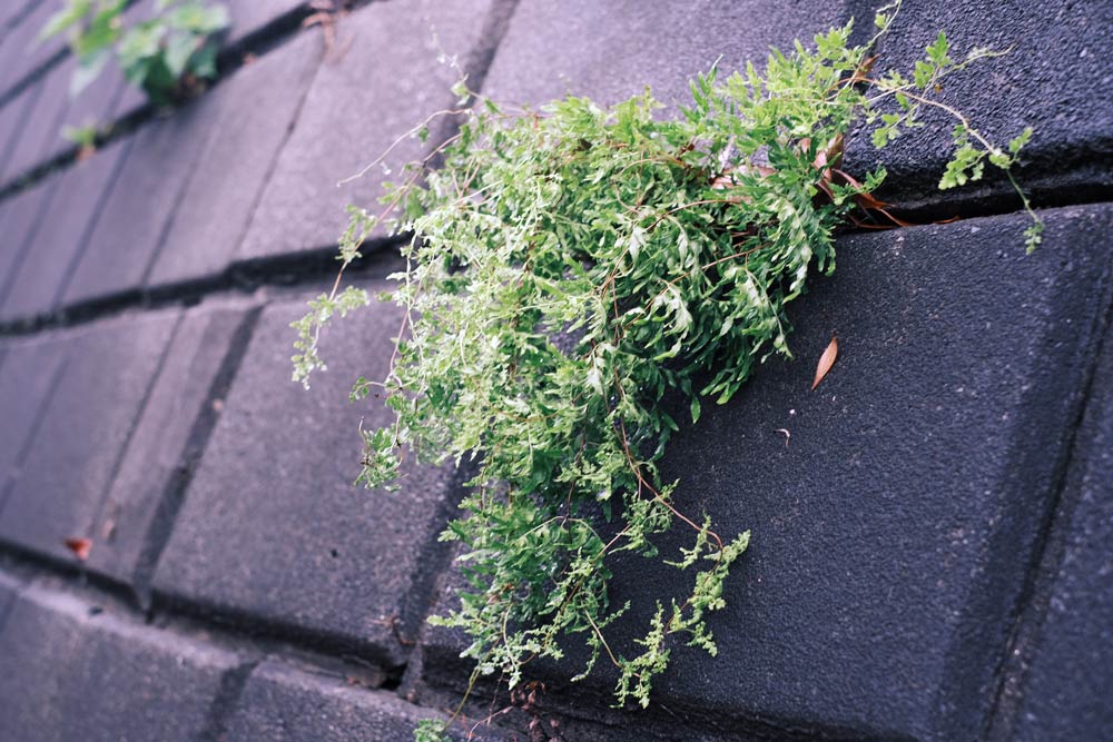 ドレンキャップから顔を覗かせる雑草