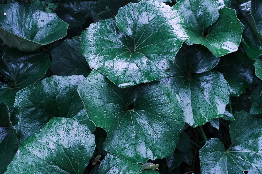 雨の雫が美しい草木